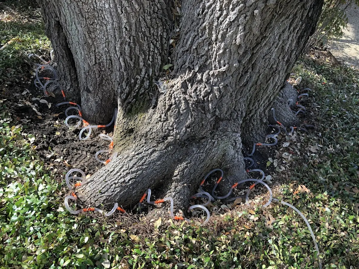 Detailed Tree Cabling and Bracing job site in Walnut