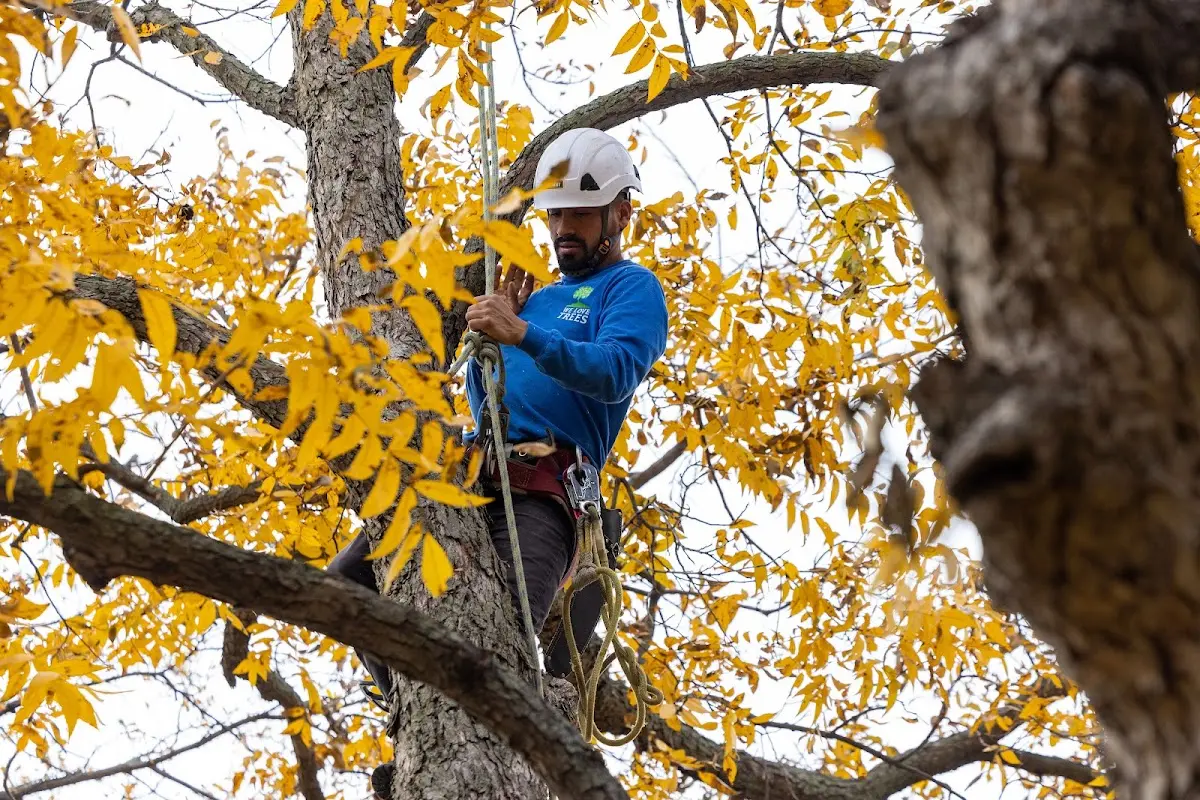 Skilled Tree Transplanting crew working in Walnut